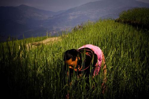 01-22-2017-farmer-nepal_1_0.jpg