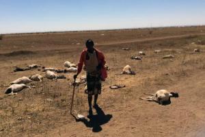 02-17-2017-Somalia_drought_sheep_0_0.jpg