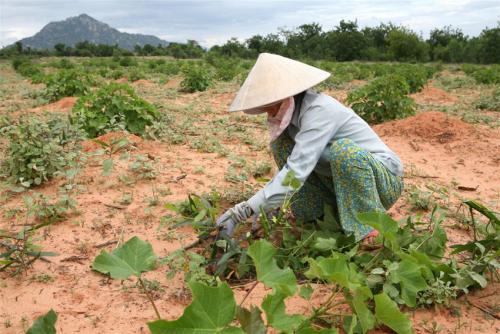 02-26-irin-jatropha_0.jpg