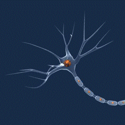 031413-neuron.gif