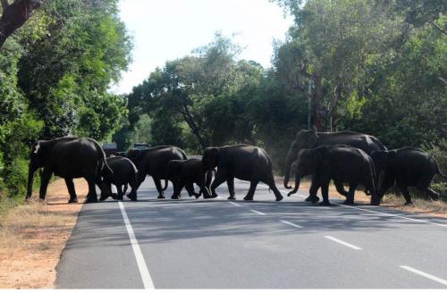 06-21-2012elephants_0.jpg