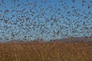 06-26-locust-madagascar_0_0.jpg