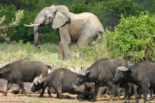 07-05-elephants-buffalo_drc_0.jpg