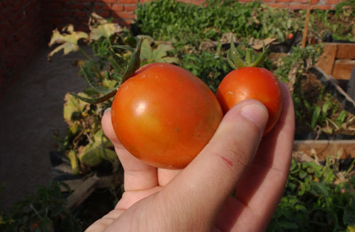 07-19-fao-tomato.jpg