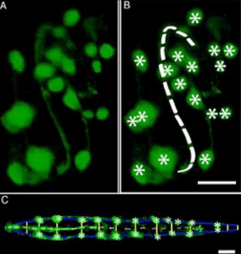 20151207-embreo-cells-2_0.jpg