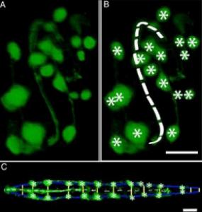 20151207-embreo-cells-2_0_0.jpg