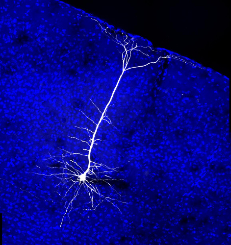 20161012-projection-neuron-mouse-visual-cortex_0.jpg