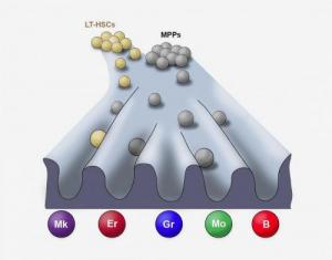 20170103-haematopoiesis_0_0.jpg