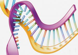 20170412-antisense-ataxin_0.jpg