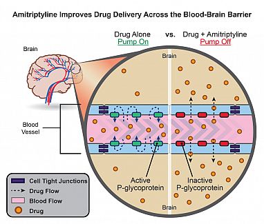 20170427-illustration-blood-brain-barrier.jpg