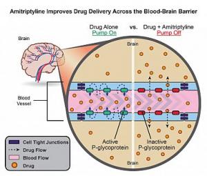 20170427-illustration-blood-brain-barrier_0.jpg