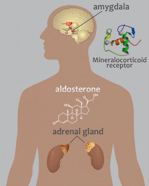 20170717-adrenal_0.jpg