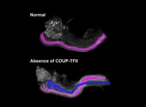 20170817-mouse-embryos_0.jpg