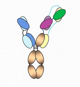 20170920-trispecific-antibody-diagram.jpg