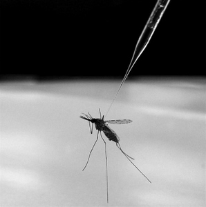 20170928-mosquito-that-causes-malaria_0.jpg