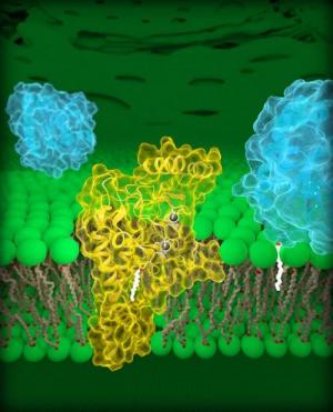 20180111-palmitoyltransferases_1_0.jpg