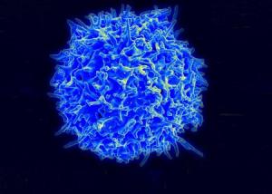 20180124-t-cell_0_0.jpg