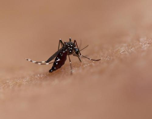 20190826-Aedes_0.jpg