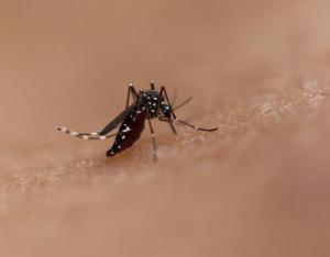 20190826-Aedes_0_0.jpg