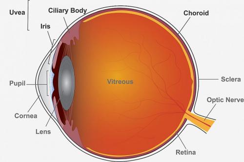 20190910-eye-schematic-uveitis_0.jpg