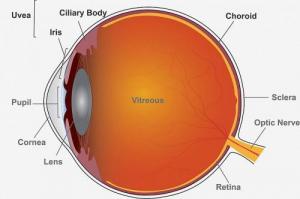 20190910-eye-schematic-uveitis_0_0.jpg