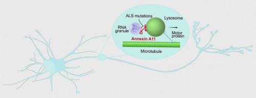 20190919-annexin_0.jpg