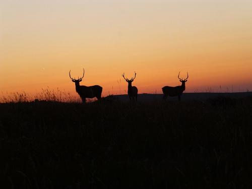 20191004-deer_0.jpg