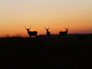 20191004-deer_0_0.jpg