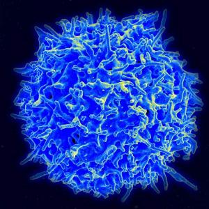 2020-human-t-cell_0.jpg