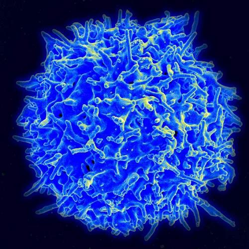 2020-human-t-cell_1_0.jpg