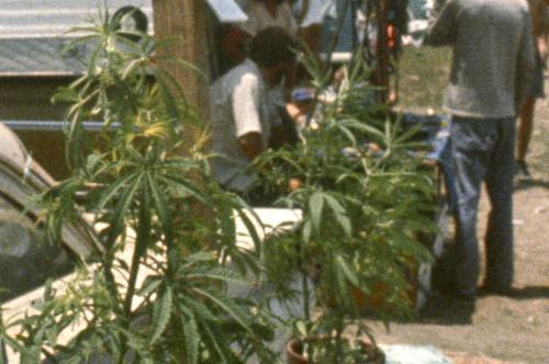 251996-marijuana_0.jpg