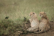 2662_cheetahs_sue_mainka_92408.jpg