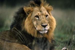 296745-lion_0_0.jpg