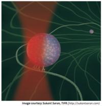A phagosome transported inside a living cell by molecular motors is held by a laser trap. This allows measurement of the picoNewton forces exerted by motors as they haul the phagosome inside the cell.