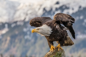 Bald_eagle_about_to_fly_in_Alaska_(2016).jpg