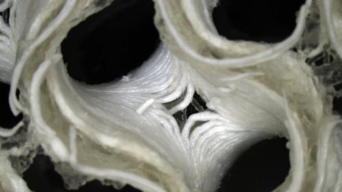 Close-up_of_growing_bone_article_mob_0.jpg