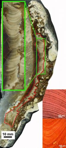 Fig1_Torreites_sanchezi_cross_section-scaled_0.jpg