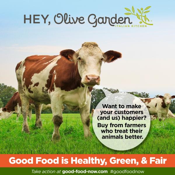 GoodFoodNow-Darden-Cows.jpg