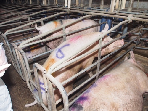 Industrial pig farming in Germany.jpg