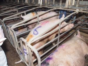 Industrial pig farming in Germany_0.jpg