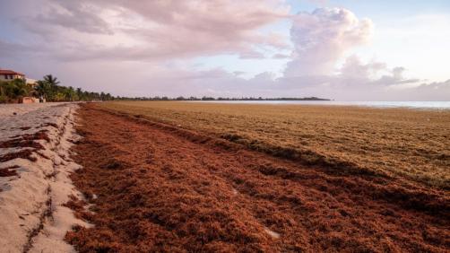 Sargassum_seaweed_article_mob_0.jpg