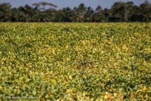 Soy plantation in the Brazilian Cerrado_0_0.jpg