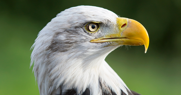 WA-BaldEagle-flickr-KarenBullock.jpg