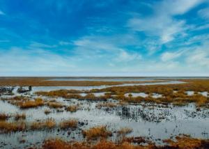 Wetlands_pillars_0.jpg