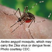 aedes_mosquito_sm (1).jpg