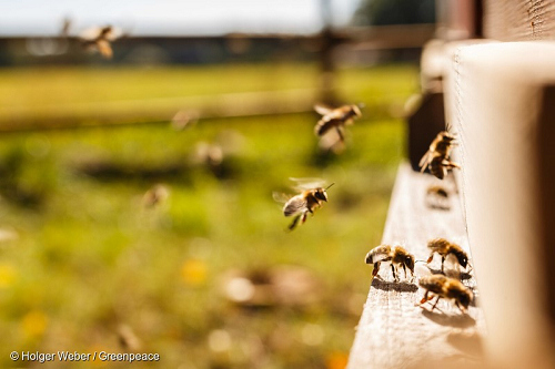 bees in flight for twitter.jpg