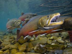 bull-trout_joel-sartore-natgeo-stock-usfws-800_0_0.jpg