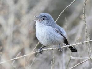 california-gnatcatcher_jacksnipe1990_by-nd-sa-800_0_0.jpg