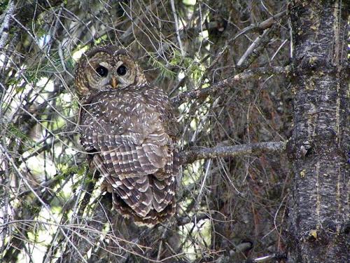 california-spotted-owl_ryan-kalinowski-fs-800_0.jpg
