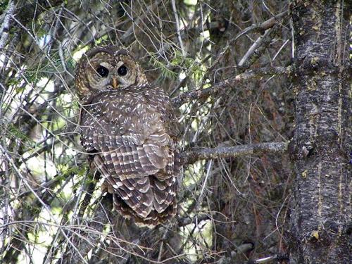 california-spotted-owl_ryan-kalinowski-fs-800_1_0.jpg